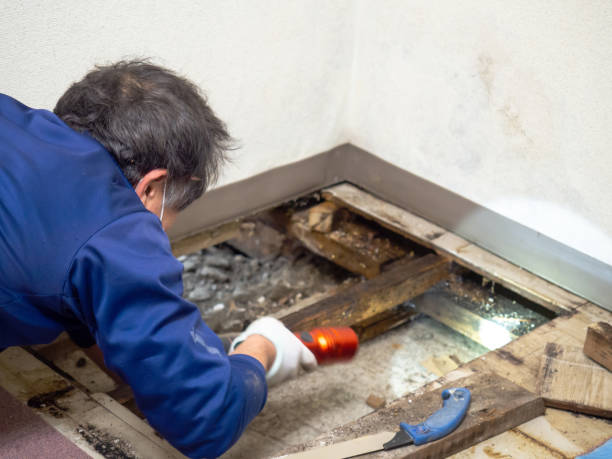Best Home Mold Removal  in East Oakdale, CA
