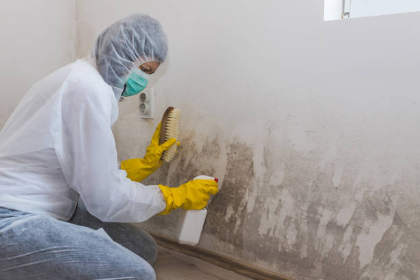 Best Mold Remediation Experts  in East Oakdale, CA