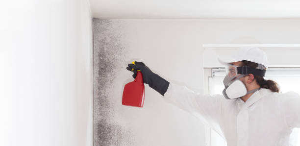 Best Mold Removal Company Near Me  in East Oakdale, CA