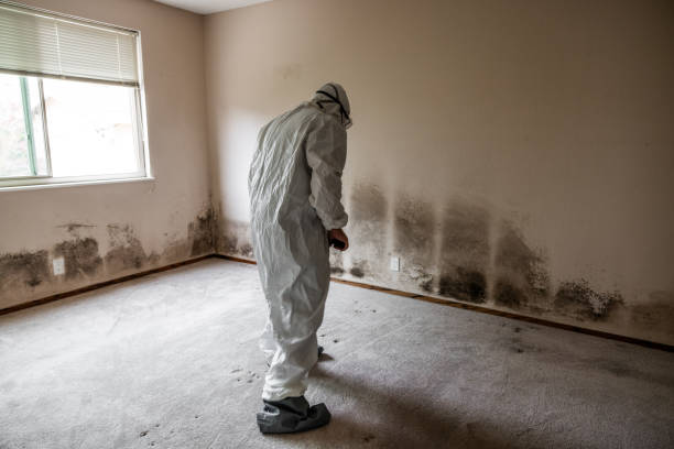 Professional Mold Removal in East Oakdale, CA