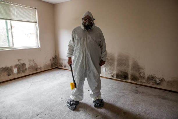 Mold Removal and Inspection in East Oakdale, CA
