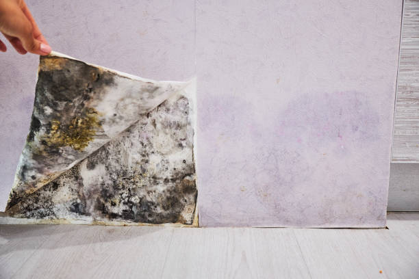 Best Mold Damage Repair  in East Oakdale, CA